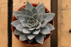 寶石花怎樣用葉子繁殖，寶石紅葉子繁殖5大要點(diǎn)