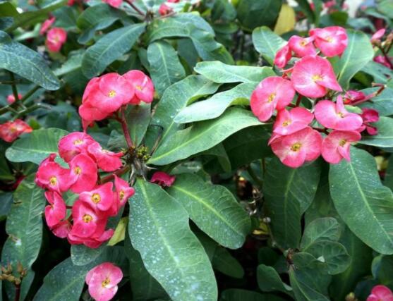 虎刺梅不開(kāi)花什么原因，老農(nóng)總結(jié)最實(shí)用三種解決方法