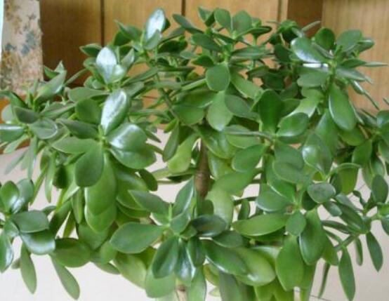 植物燕子掌有毒嗎，無(wú)毒與有毒需待進(jìn)一步科學(xué)考證(證據(jù)不足)