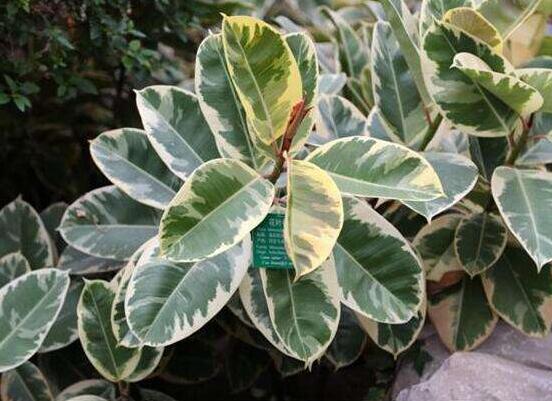 橡皮樹常見品種，盤點(diǎn)最好看的五大種類