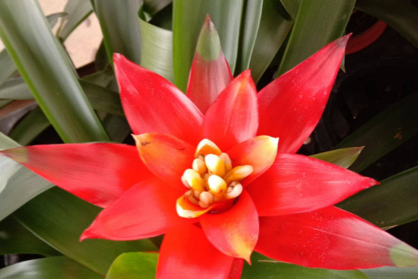 鴻運當(dāng)頭花怎么培育