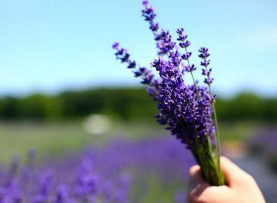 薰衣草怎么修剪，薰衣草的修剪方法