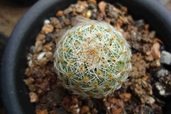 仙人球怎么養(yǎng)長得快