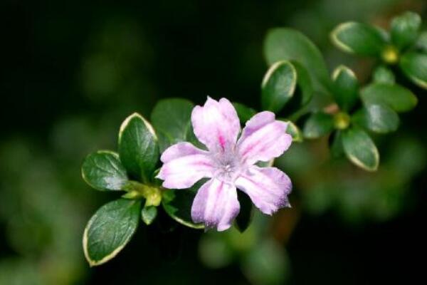 六月雪適合室內養(yǎng)殖嗎，做好通風可以養(yǎng)在室內