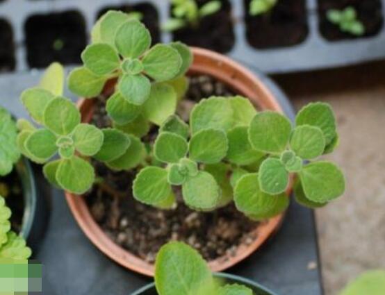 碰碰香木質(zhì)化怎么辦，只需要立馬重新進(jìn)行扦插繁殖