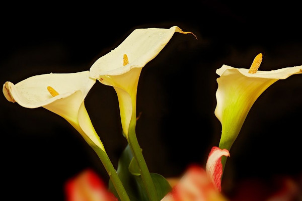 馬蹄蓮花怎么養(yǎng)，使用肥沃疏松養(yǎng)分足的粘壤土栽培