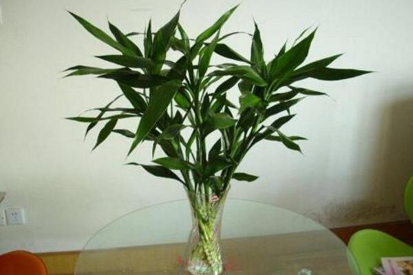 富貴竹能放臥室嗎，可以放在臥室