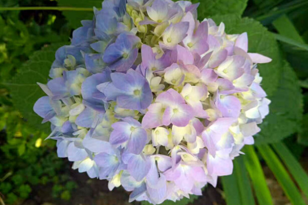 無盡夏枝條太細怎么辦