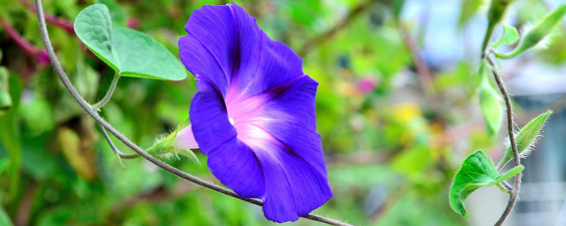 牽?；ㄅ柙栽趺答B(yǎng)