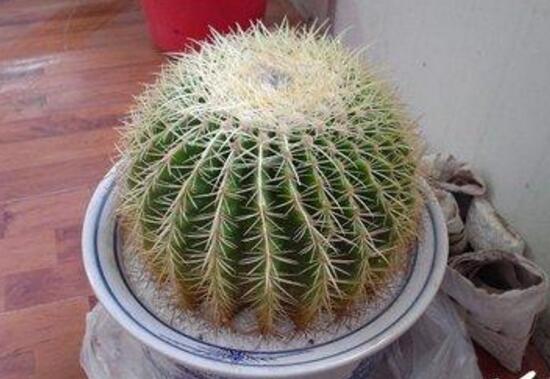 仙人球怎么繁殖，仙人球的扦插方法