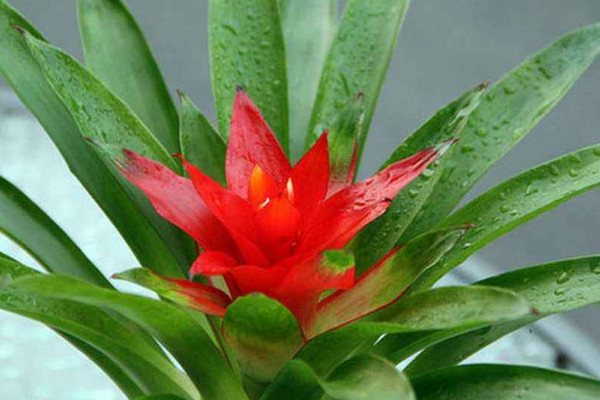 鴻運當頭秋季怎么養(yǎng)