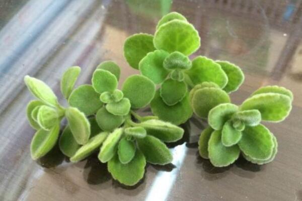 碰碰香什么季節(jié)扦插，最好在夏秋兩季進(jìn)行扦插