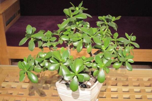 玉樹(shù)葉子發(fā)黃的處理方法，四種原因以及處理方法