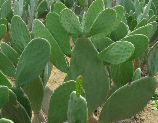 仙人掌的藥用價值，盤點仙人掌八大藥用療效