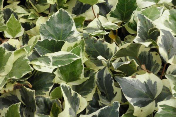 常春藤哪個(gè)品種最好，中華常春藤最為常見(jiàn)