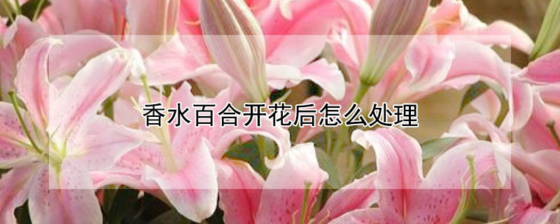 香水百合開(kāi)花后怎么處理