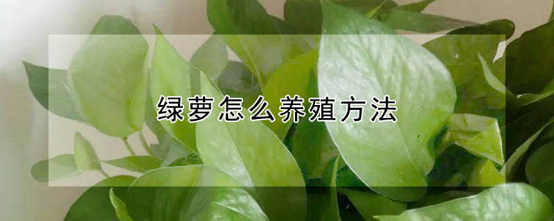 綠蘿怎么養(yǎng)殖方法