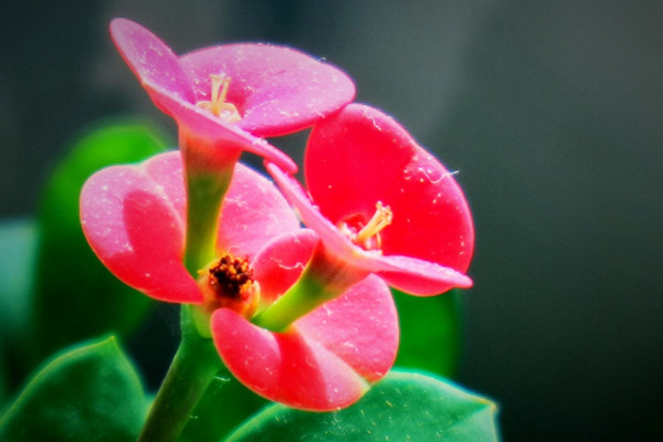 刺梅和虎刺梅的區(qū)別