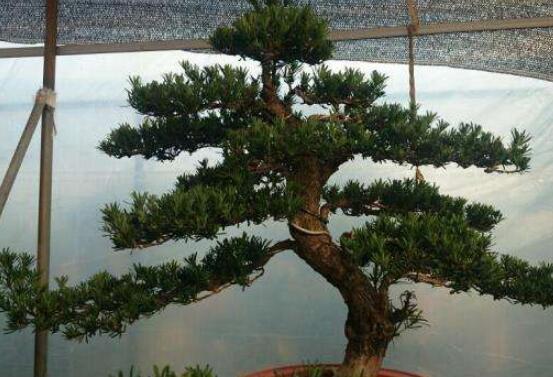 羅漢松造型最佳時(shí)間，每年7-8月份最好(生長(zhǎng)旺盛期)