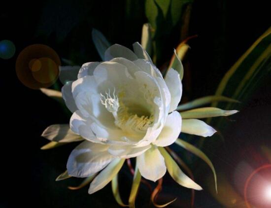 曇花爛根了要怎么辦，及時修剪腐爛根系/做好傷口消毒