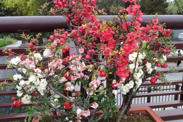 盆栽桃花養(yǎng)護有哪些要點，以下5點必須牢記