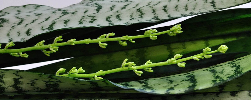 怎么讓虎皮蘭長(zhǎng)出金邊