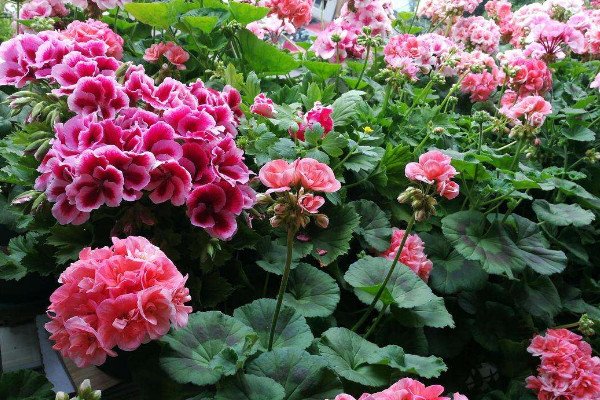 天竺葵為什么不開(kāi)花