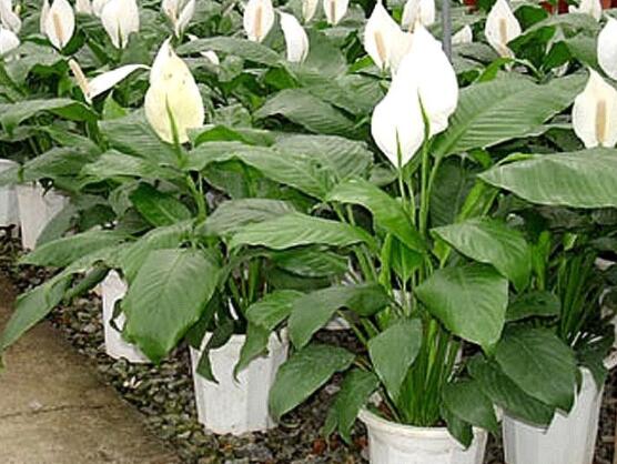 一帆風順水養(yǎng)還是土養(yǎng)，土養(yǎng)最為合適(水養(yǎng)易爛根)