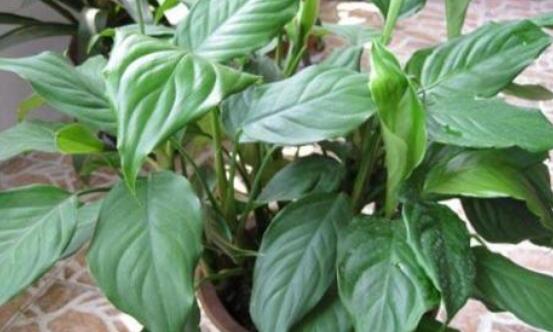 萬年青的象征意義，象征著健康長壽，福如東海