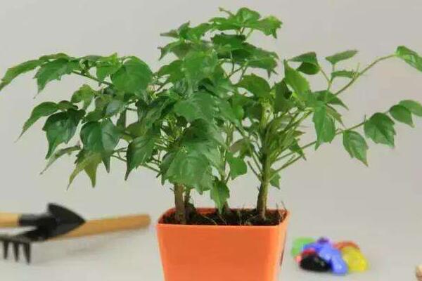 幸福樹用什么土，用園土、腐殖土和沙子配制