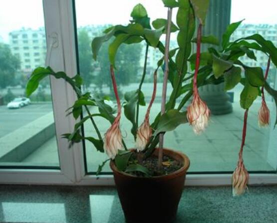 曇花換盆注意事項(xiàng)，只需要注意五個(gè)要點(diǎn)即可