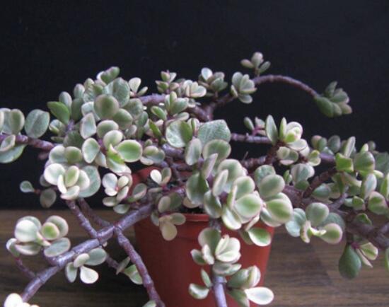 雅樂之舞夏天怎么養(yǎng)，主要注意做好遮陰降溫措施