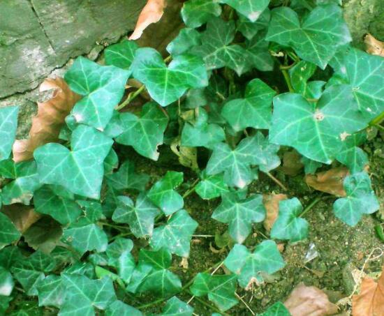 常春藤葉片干枯怎么辦，四種原因以及解決方法