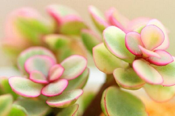 雅樂之舞多久澆一次水，不同的季節(jié)澆水頻率也不相同