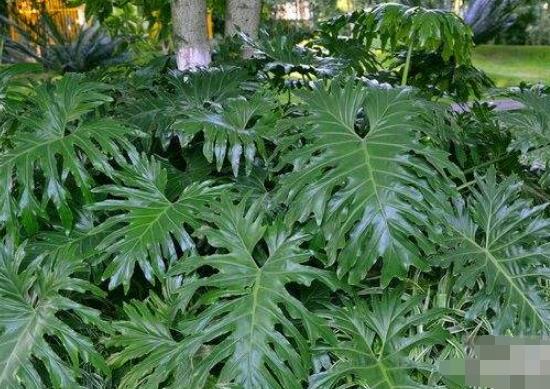 龜背竹晚上放臥室嗎，可以/凈化空氣、添福加壽、有利健康