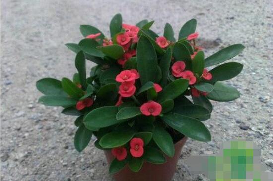 虎刺梅致癌嗎，長期接觸導(dǎo)致人們身體細(xì)胞癌變