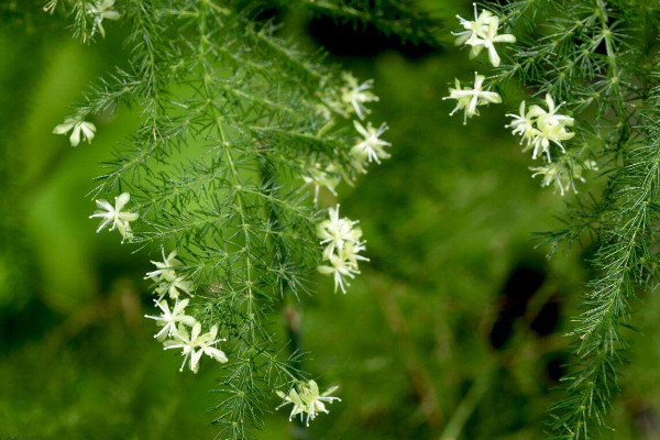 文竹為什么長(zhǎng)藤，正常生長(zhǎng)發(fā)育的過(guò)程