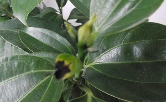 平安樹圖片，平安樹開花圖片