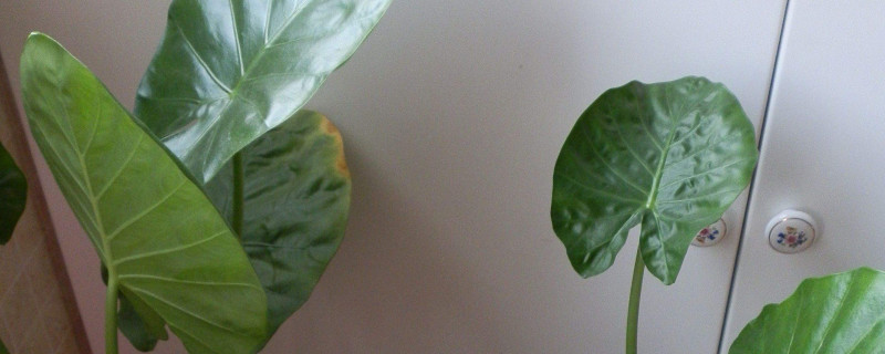 滴水觀(guān)音有多少個(gè)品種