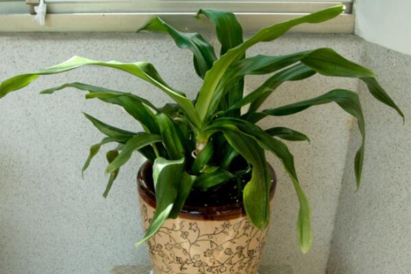 中華萬年青有毒嗎，誤食會有生命危險