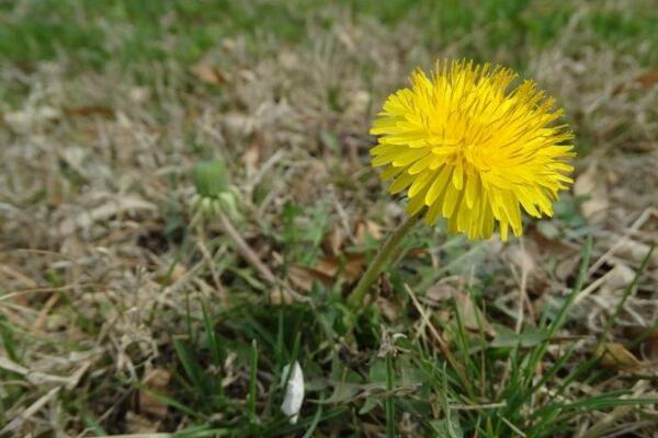 蒲公英采摘的最佳時間，8-9月采摘營養(yǎng)價值最高
