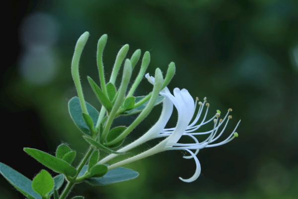 金銀花夏天可以曬太陽(yáng)嗎
