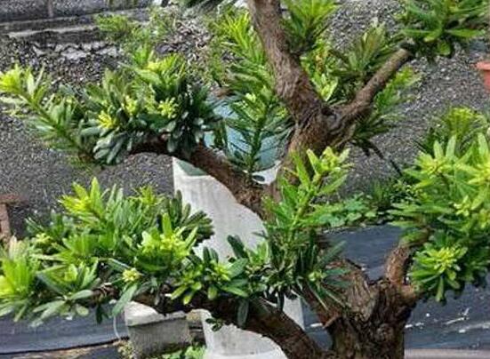 羅漢松施肥技巧，只需要五個步驟養(yǎng)的郁郁蔥蔥