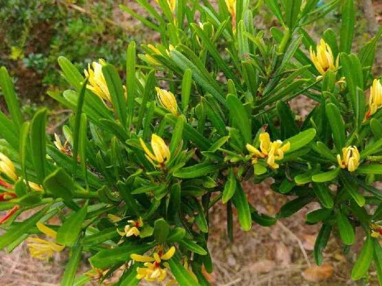 羅漢松品種，盤點(diǎn)羅漢松最珍貴的五大品種