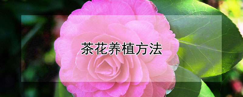 茶花養(yǎng)植方法