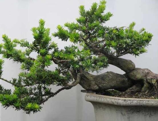 羅漢松種在什么位置好，盤點(diǎn)最佳三個(gè)方位(兩儀/三才/四象)