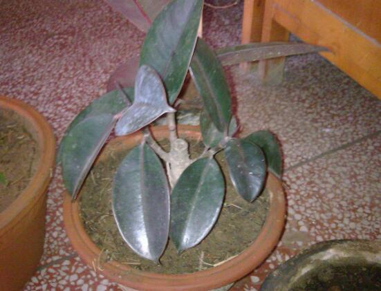 橡皮樹的扦插方法，做好四大步驟成活率百分百