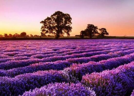 薰衣草什么時(shí)候開花，薰衣草花期幾月到幾月/6-8月份