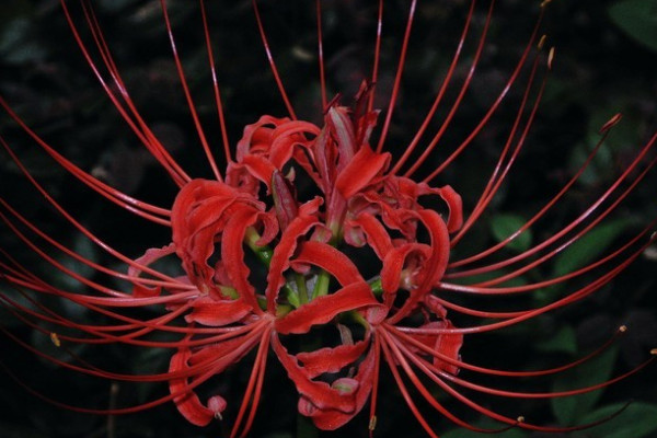 怎樣促進(jìn)彼岸花開(kāi)花