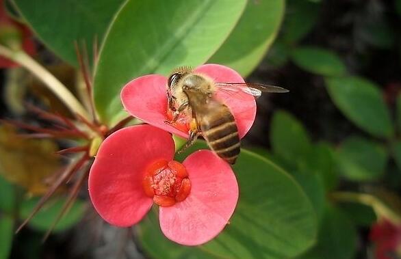 盆栽虎刺梅的養(yǎng)殖方法，施肥澆水頭頭要顧到